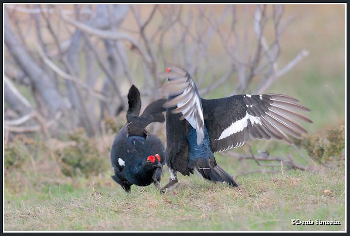 combat de tétras lyres durant les parades